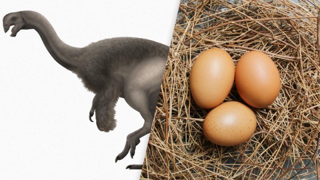 Ən böyük yumurta hansı heyvana məxsusdur? - Bu, dəvəquşu deyil