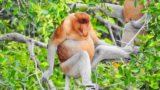 Alimlər dünyanın ən çirkin heyvanının əsas sirrini açdı