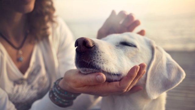 "Bəzi insanlar ev heyvanlarını təbiətə yaxın olmaq üçün seçir"
