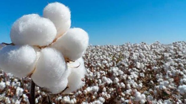 "Ağ qızıl"ın qara günləri: "Rəqabətdə uduzuruq"