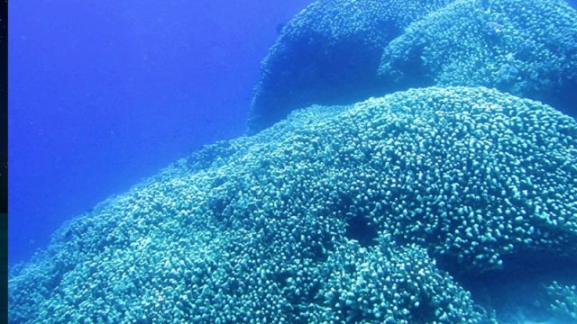 Mavi balina və ya nəhəng kalamar deyil: Ən böyük dəniz canlısı hansıdır?