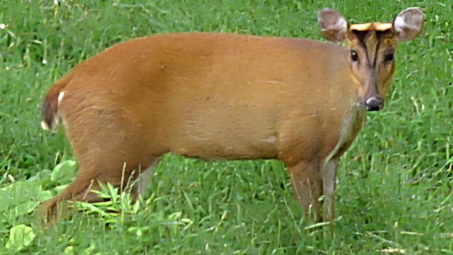 İt kimi hürür, ilan kimi dişləri var: Dünyanın ən qəribə heyvanı