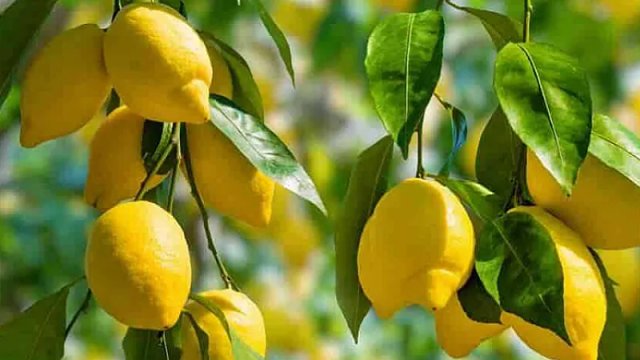 Kimlərə limon olmaz?