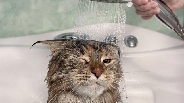 Pişiklər niyə su ilə təmasdan xoşlanmır?