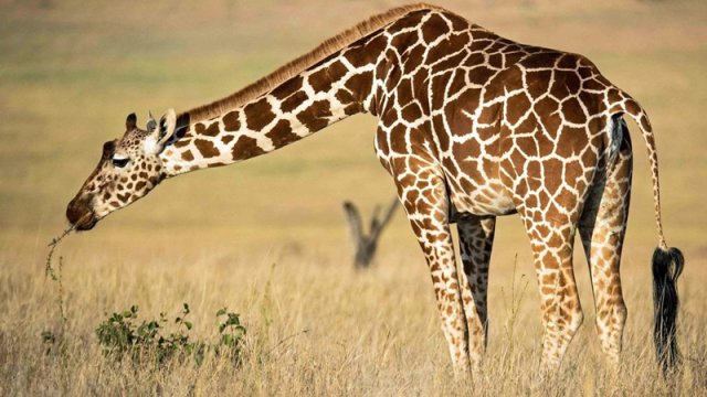 30 dəqiqə yatır və nəhəng ürəyə malikdir: Zürafalar haqqında maraqlı faktlar