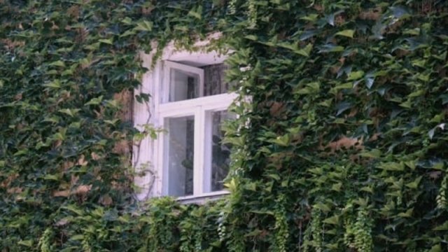 Ekspert evin yaxınlığında əkilməməli olan 4 "aqressiv" bitkini açıqladı