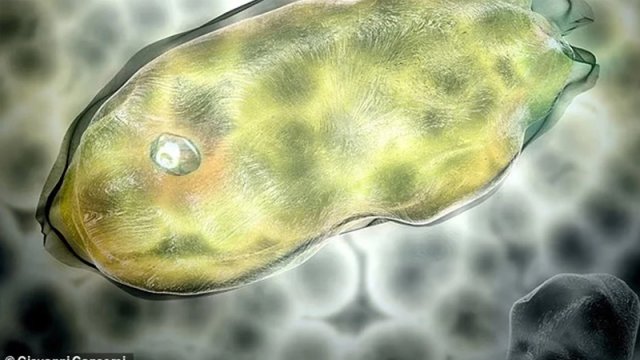 40 min illik sükut pozuldu, donmuş mikroblar yenidən canlandı