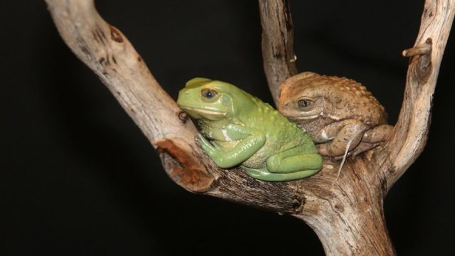 Günəş kremi istehsal edir və demək olar tullanmır - Dünyanın ən qəribə qurbağası