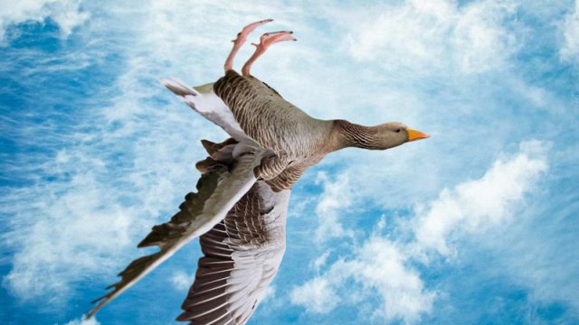 Vəhşi qazlar çevrilir və baş aşağı uçur: Bunu niyə edirlər?