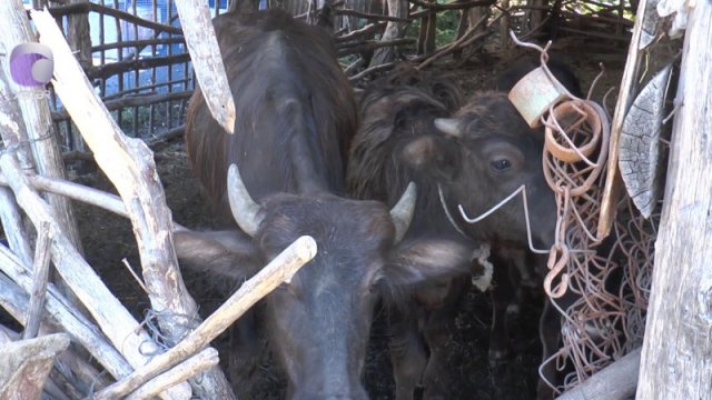 Bəzi rayonlarda heyvanlar arasında yayılan xəstəlik nədir? - VİDEO