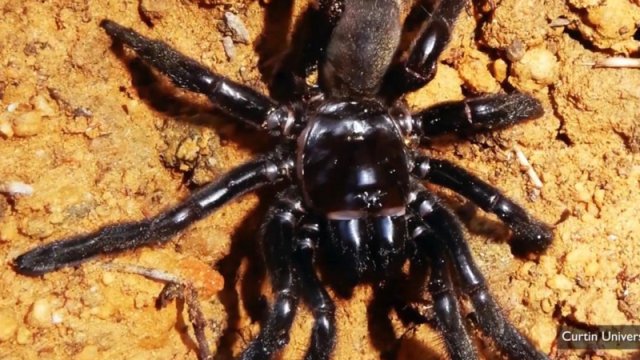 Dünyanın ən qoca hörümçəyi: 43 il yaşadı, ölüm səbəbi qocalıq olmadı