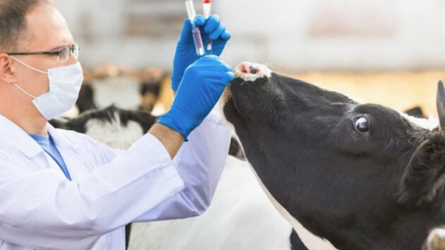 Dabaq xəstəliyindən necə qorunmaq olar?