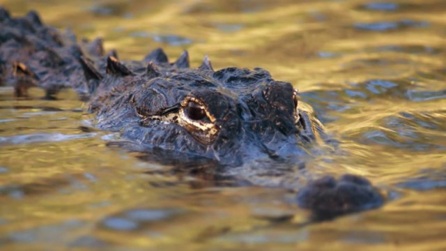 Misirdə alimlər nəhəng yırtıcıya bənzəyən, timsah tipli məxluqun qalıqlarını tapdı