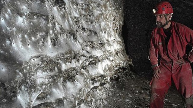 Alimlər dünyanın ən böyük hörümçək torunu tapdı