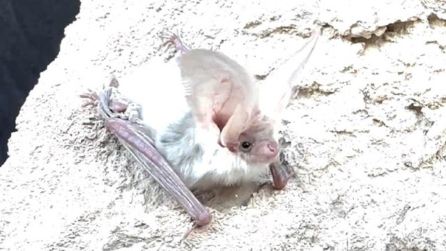 Alimlər 55 ildir heç kimin görmədiyi yarasa növünü tapdı - VİDEO