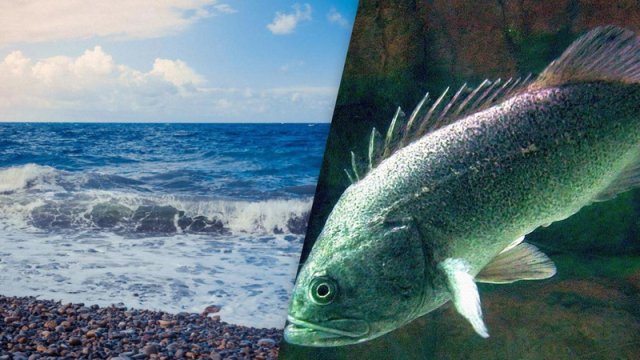 Uzaq Şərqdən gələn "yadplanetli": Qara dənizdə balıqları təhdid edən yırtıcı