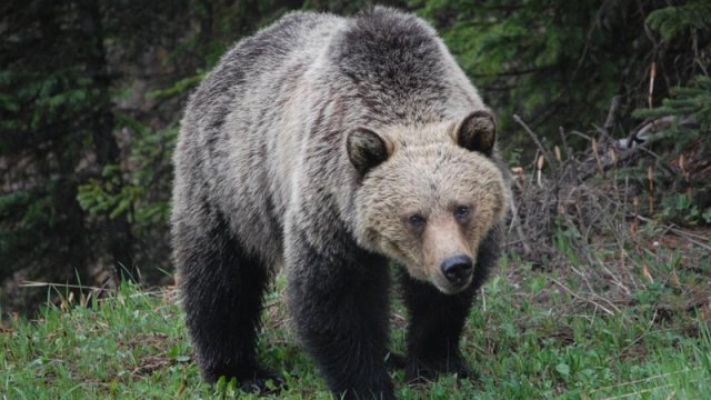 Yaponiya ayıların təcavüzü altındadır: Hücumlarda rekord sayda insan həlak olub