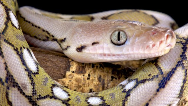 15 metrlik ilan II Dünya müharibəsinin pilotunun helikopterinə necə hücum edib?