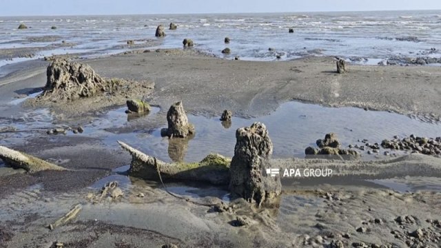 Xəzərin çəkilməsi nəticəsində Lənkəranda qədim meşə qalıqları üzə çıxıb - FOTO