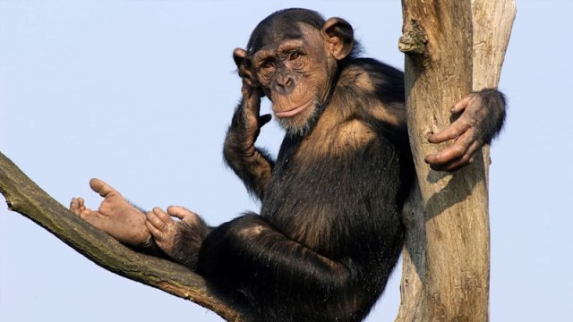 Şimpanzelər yeni əraziləri ələ keçirəndə daha yaxşı çoxalırlar - TƏDQİQAT