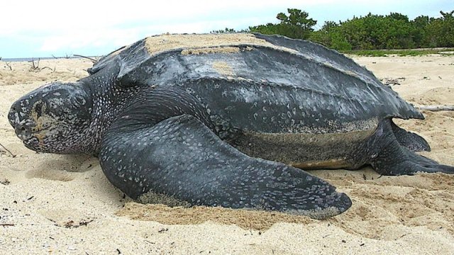 Dinozavrlar dövründən sağ çıxan möcüzəli varlıq bu gün də yumurtlayır