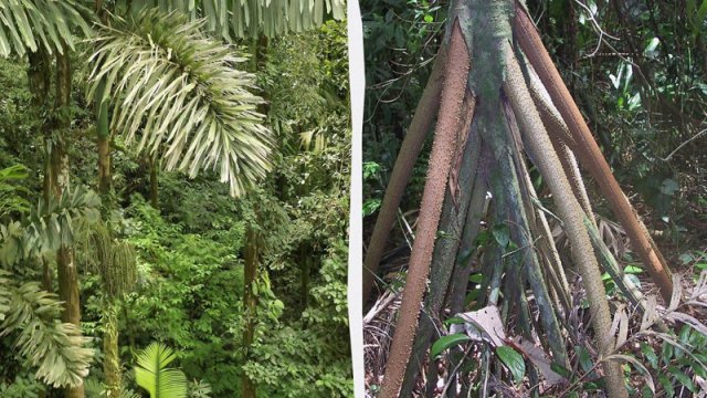 Panamada "gəzə" bilən palma ağacı bitir - "Forbes"