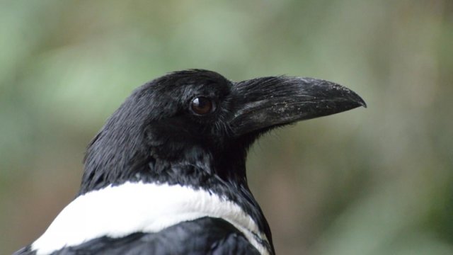 Qarğalar insan üzlərini tanıyır və illərlə kin saxlayır: Bioloq detalları açıqladı