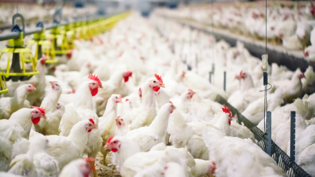 “Şıxlar Broyler”in 42 090 səhmi hərraca çıxarılacaq