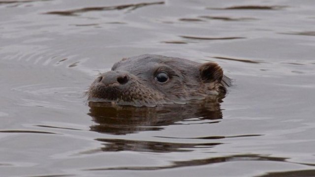 Çernobılda çevik və ağıllı yırtıcılar müşahidə edildi