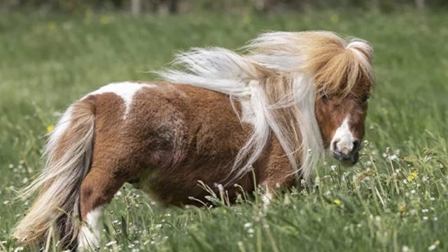 Dünyanın yaşayan ən kiçik atı: Boyuna və çəkisinə inanmaq çətindir