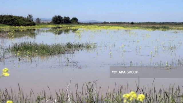 Sabirabadda 3 gün əvvəl göldə batan şəxsin meyiti tapılıb