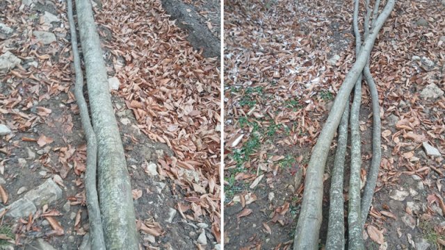 
İsmayıllı meşələrində ağac kəsintisi ilə bağlı yeni görüntülər - Araşdırmalar davam edir