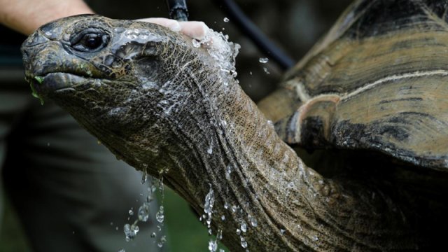 Tısbağaların həyat qurtaran hiyləsi: Onu necə inkişaf ediriblər?