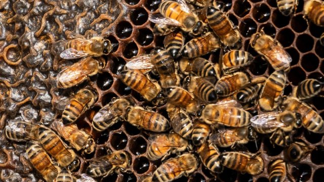 20 min il əvvəl arılar yuvalarını qeyri-adi yerlərdə qururmuş - MARAQLI