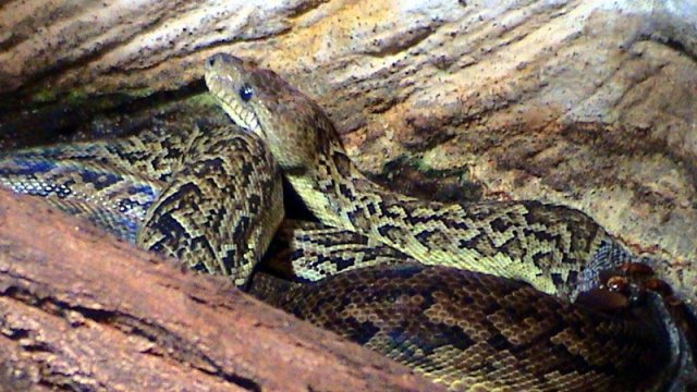 Tək deyil: Alimlər sürü ilə ov edən yeganə ilanı tapdı