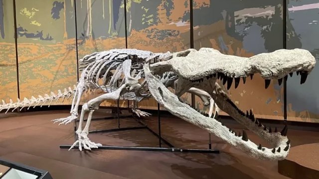 Dinozavrların kabusu idi: 10 metrlik dinozavr ovçusu timsah yenidən "dünyaya gəldi"