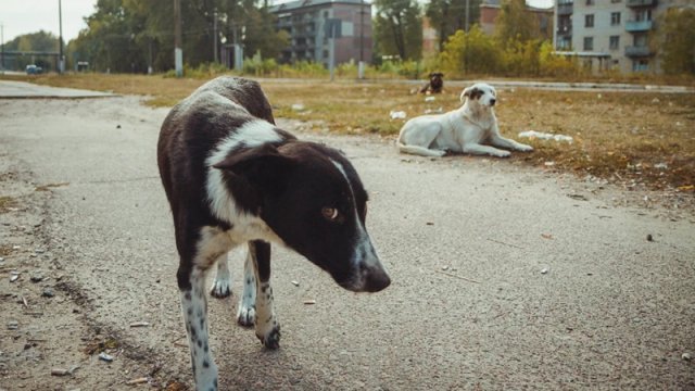 Çernobıldakı itlər yeni növə çevrilirmi?