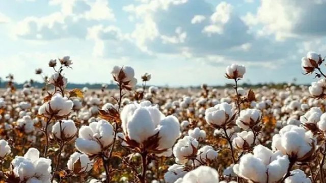 "Azərpambıq"ın xaricə satışdan gəlirləri 15,9 milyon dollar azalıb