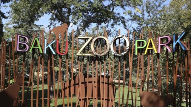 Bakı Zooparkı niyə panda ala bilmir... - Direktor müavini açıqladı
