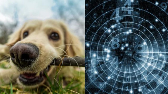 Bu aylarda doğulan insanlar heyvanları sözsüz başa düşə bilirlər