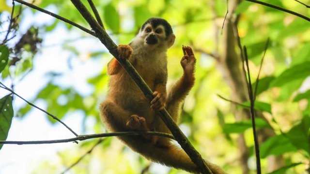 Niyə ayaq barmaqlarımızı əllərimiz kimi istifadə edə bilmirik?