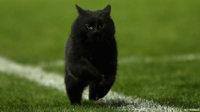 Qara pişiyin keçməsi insanın taleyini dəyişir?