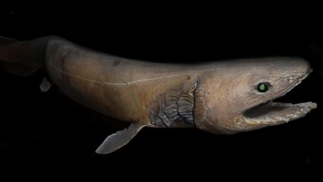 Dinozavrlar dövründə yaşayıb: Ən sirli balıqlardan biri...