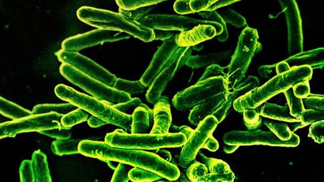 Niyə immunitet vərəm ilə mübarizə apara bilmir? - Alimlər açıqladı