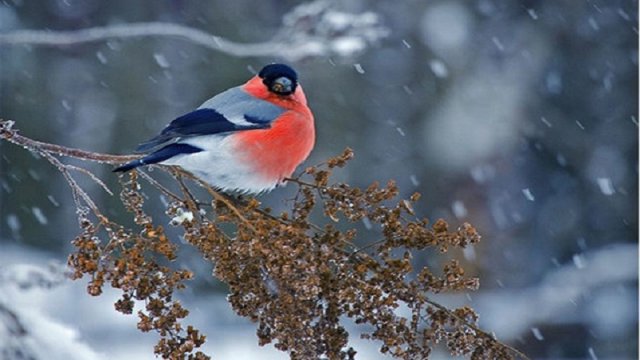 Bakıda və rayonlarda qar yağacaq, yollar buz bağlayacaq