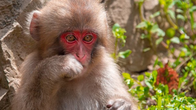 Meymunların hamam vərdişi alimləri heyrətləndirdi