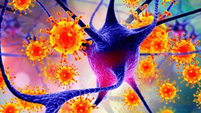 Nipah virusu nədir, ondan necə qorunmaq lazımdır?