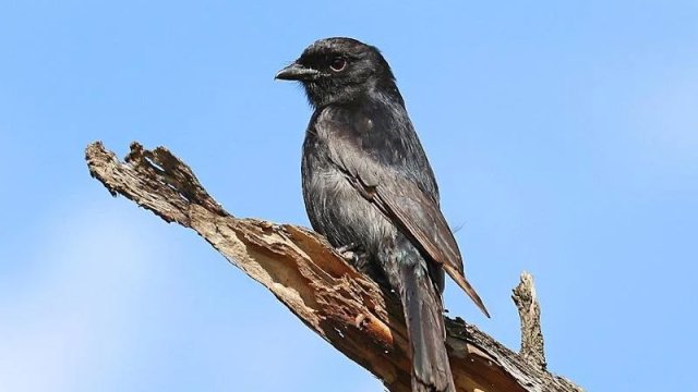 Alimlər öz xeyrinə başqa heyvanlara yalan danışan quş tapıb