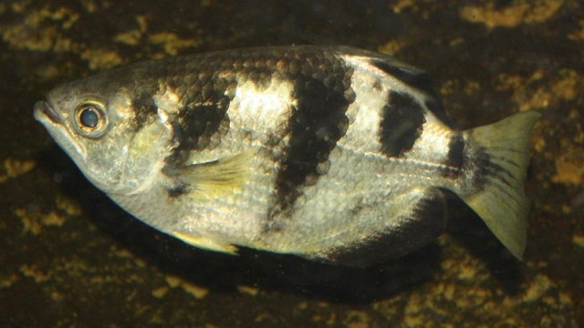 Bu balıq insan üzünü xatırlaya bilir: Bunu necə edir?