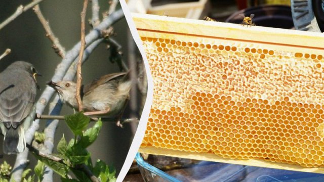 Afrikalılar bal tapmaq üçün quşlarla danışmağı öyrənib: Onların "dili" daim inkişaf edir